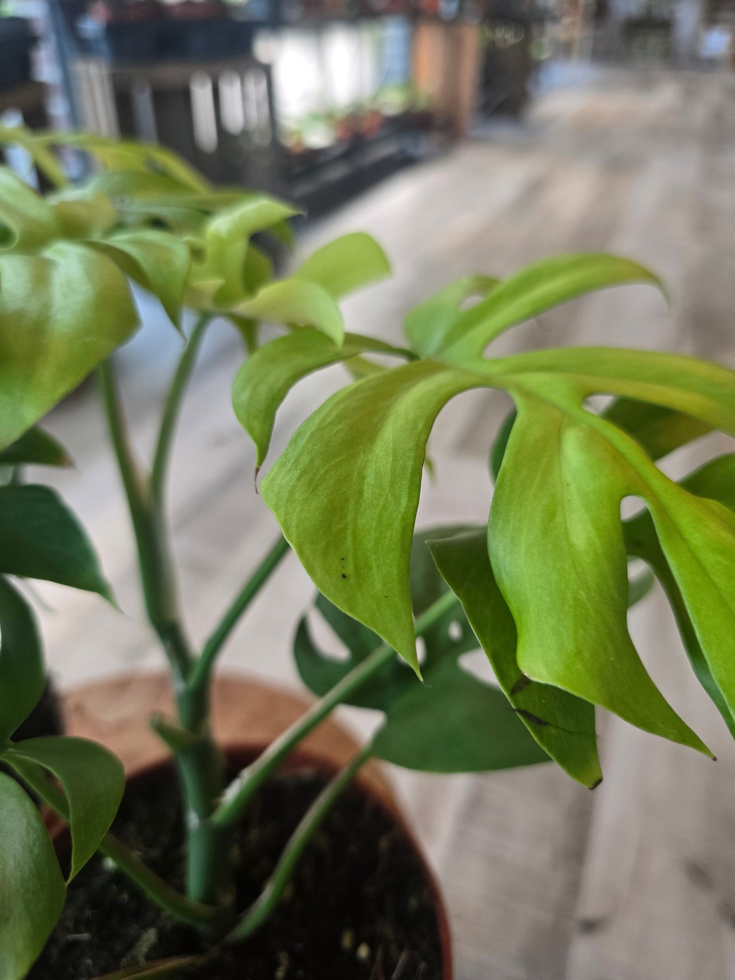 Rhaphidophora tetrasperma 'GoldRush'