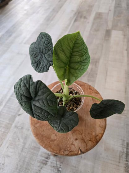 Alocasia melo