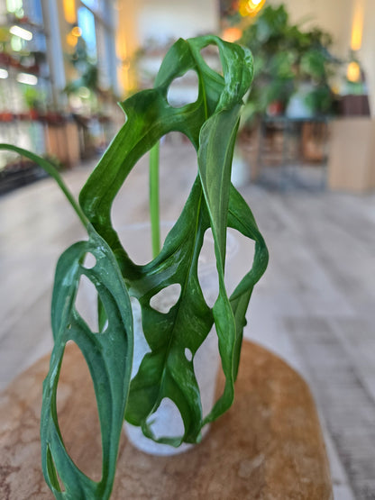 Monstera adansonii Indonesian Marble (JP1)