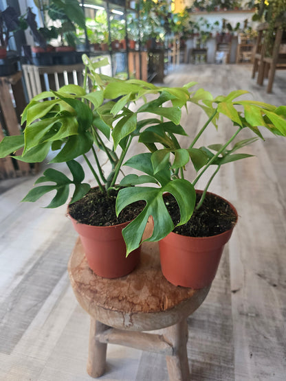 Rhaphidophora tetrasperma 'GoldRush'