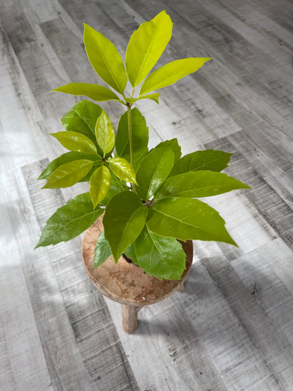 Schefflera Amate Gold