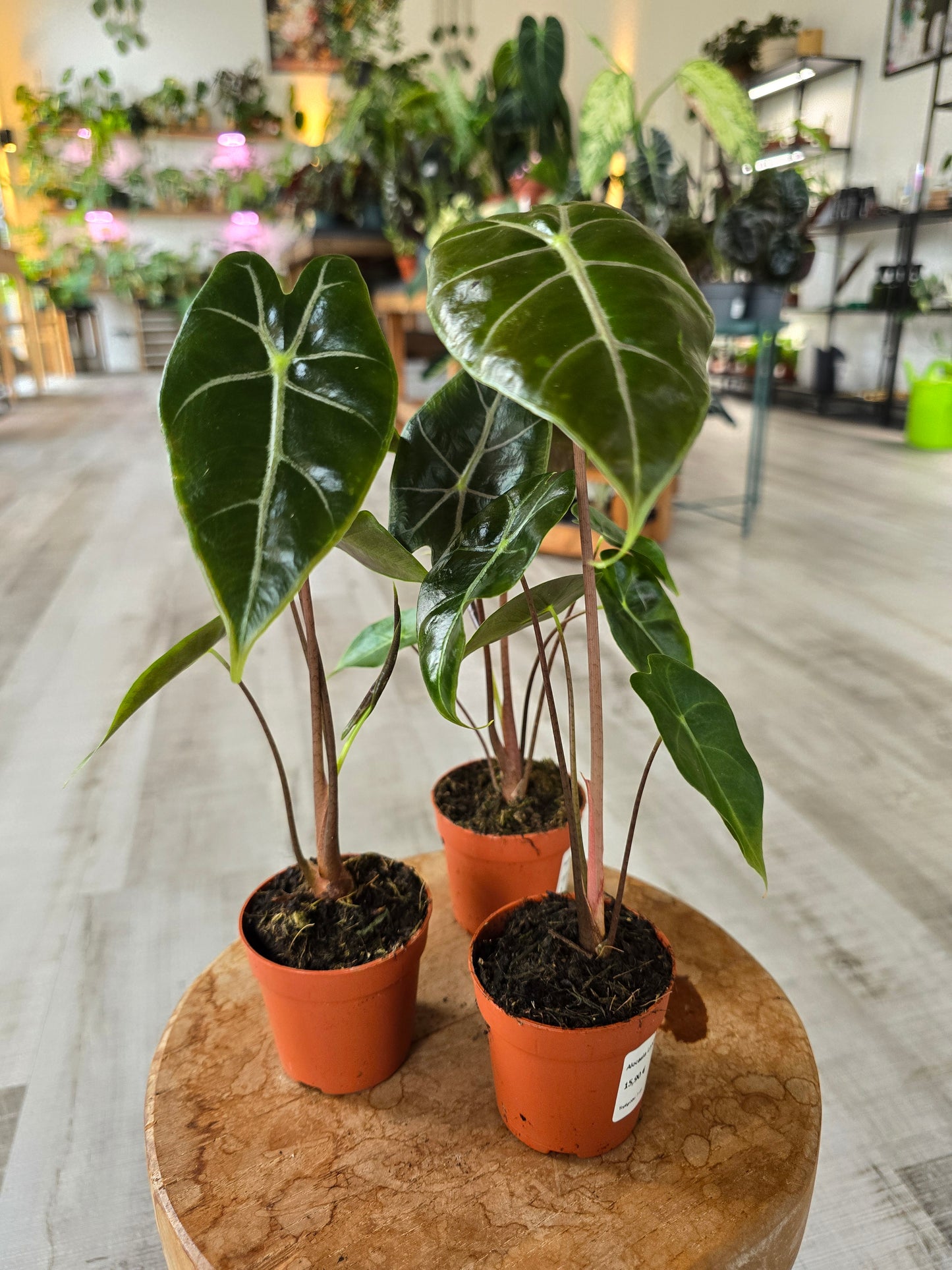 Alocasia Longiloba 'purple vein'