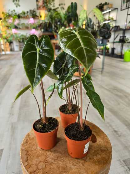 Alocasia Longiloba 'purple vein'