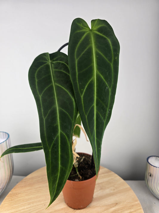 Anthurium warocqueanum (SC)