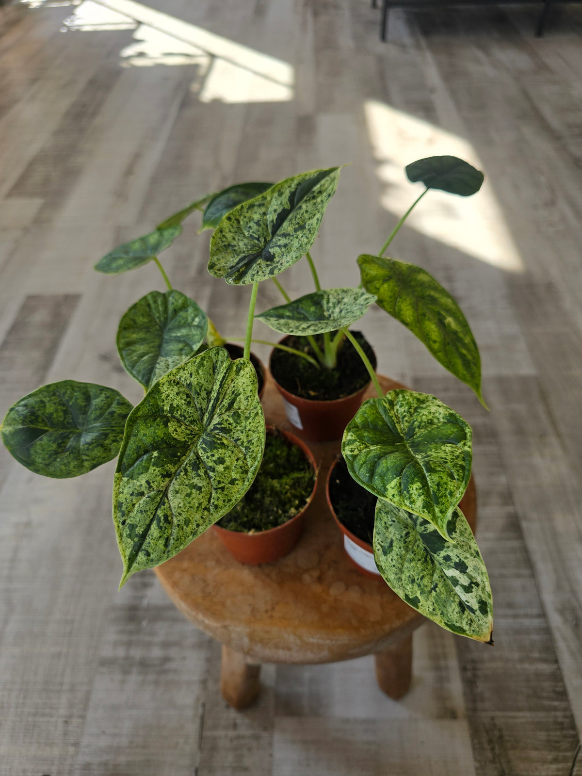 Alocasia 'Dragon Scale Mint Variegata'