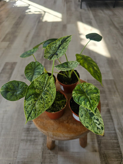 Alocasia 'Dragon Scale Mint Variegata'