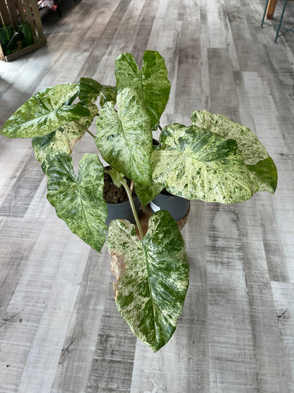 Alocasia Macrorrhiza 'Splash'