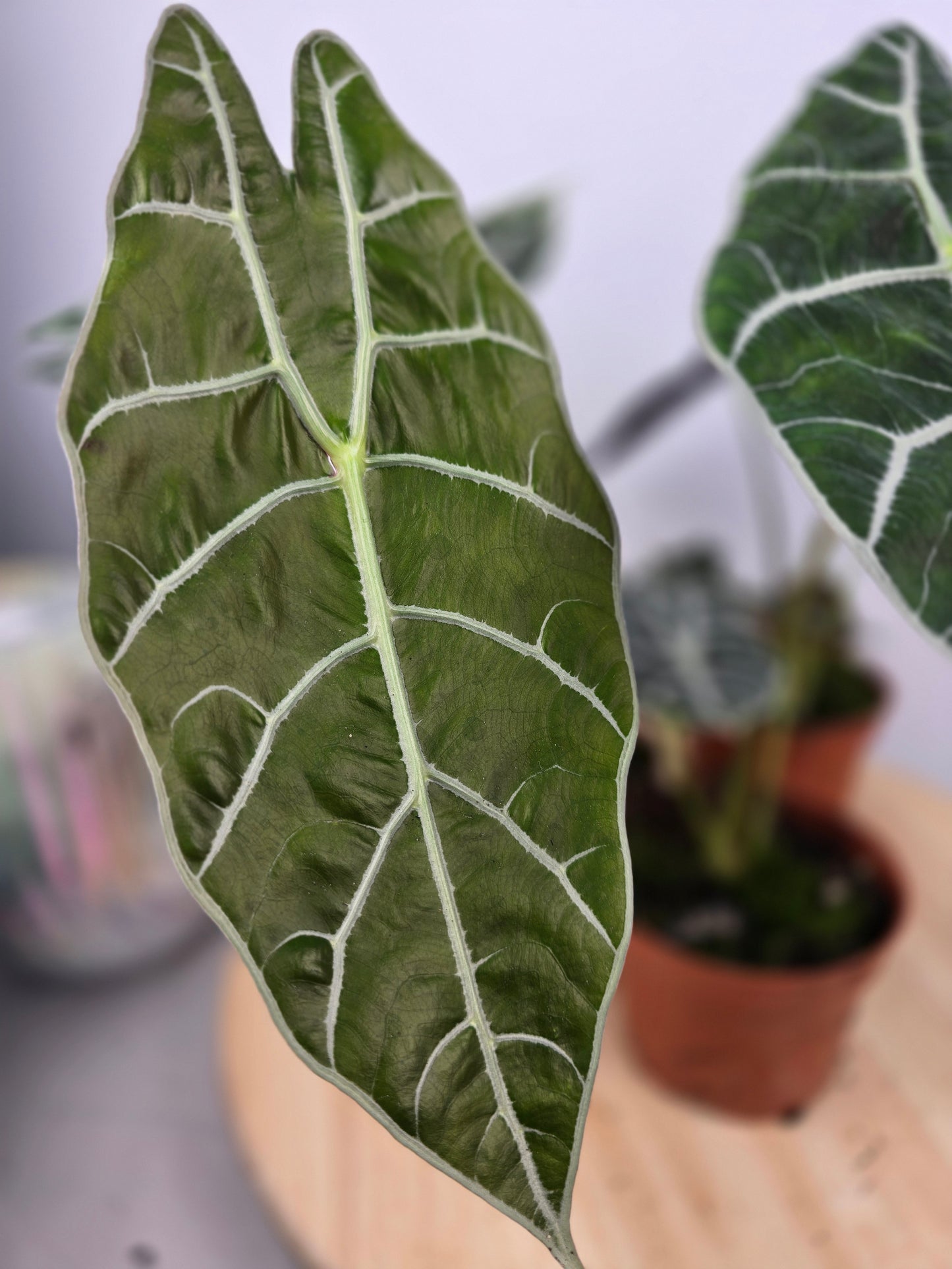Alocasia 'Watsoniana Big Form'