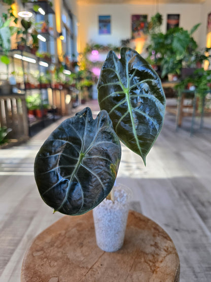 Alocasia Suhirmaniana Red Petiole