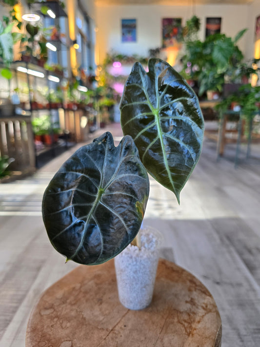 Alocasia Suhirmaniana Red Petiole