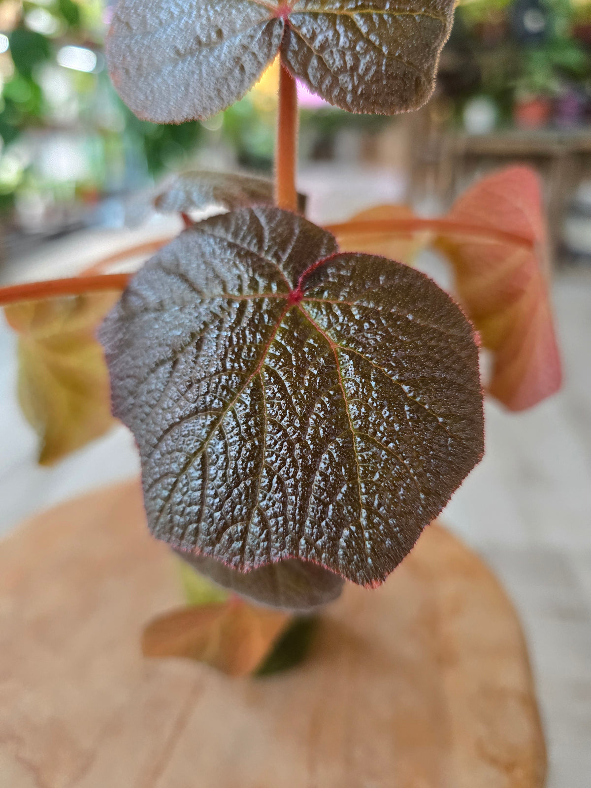 Begonia Boomer (RC1)
