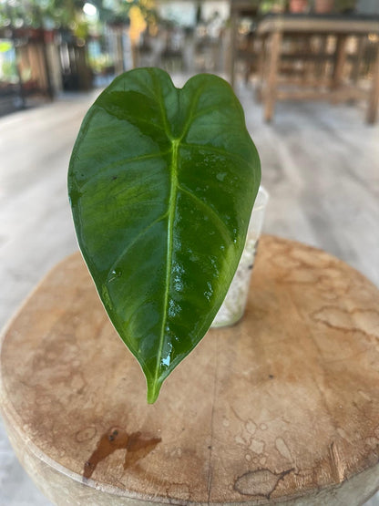 Alocasia Micholitziana Frydek (JP)