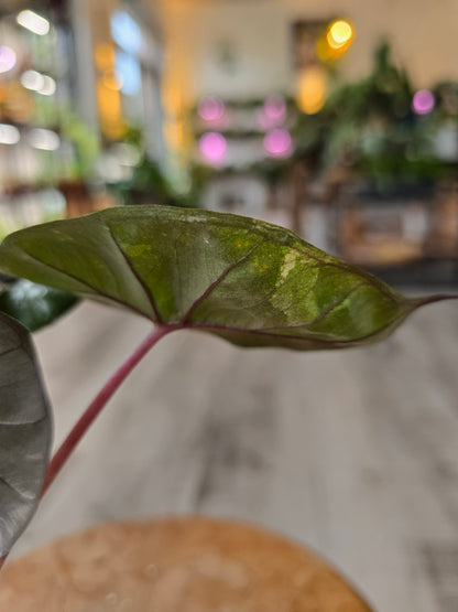 Alocasia Yucatan Princess (ex variegata)