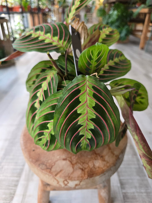 Maranta leuconeura fascinator