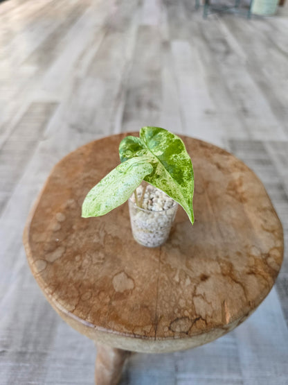 Alocasia Macrorrhiza Splash (JP)