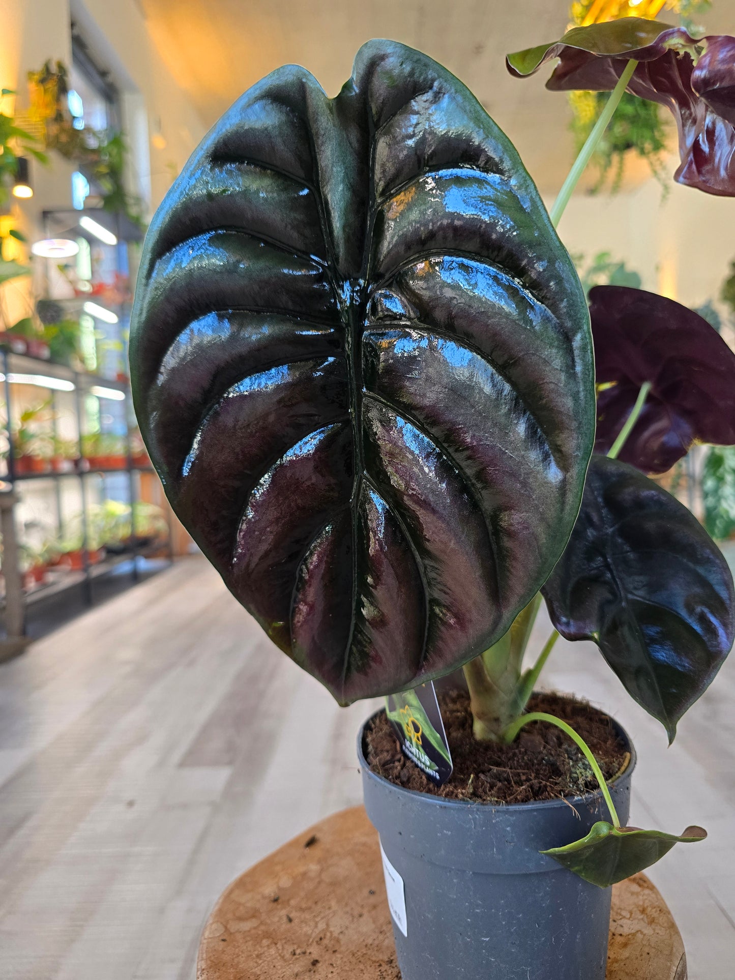 Alocasia Cuprea Red Secret