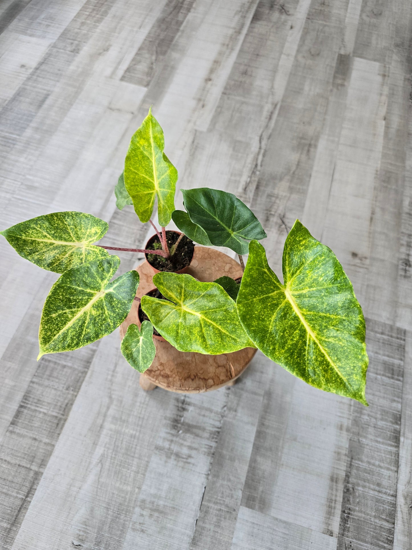 Alocasia New Guinea Gold