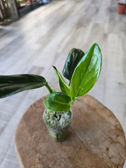 Monstera standleyana (Philodendron Cobra) (RC)