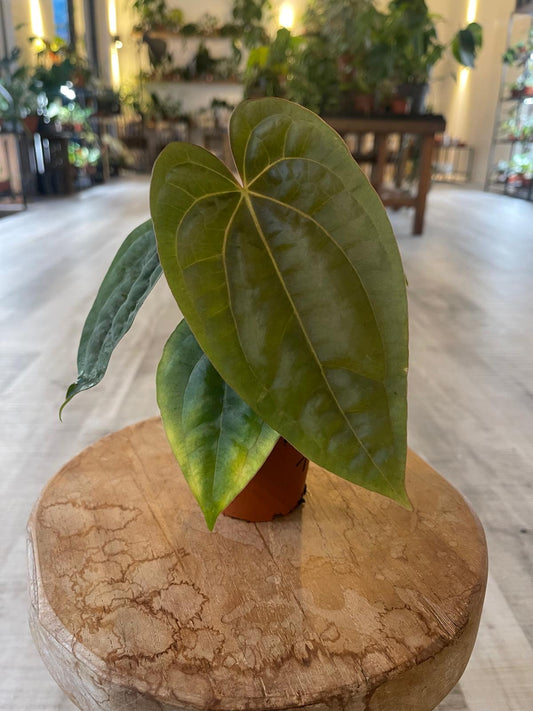 Anthurium papillilaminum x Dressleri (S1)