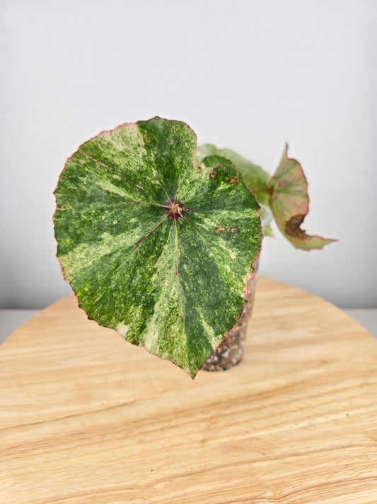 Begonia Rouge variegata (JP)