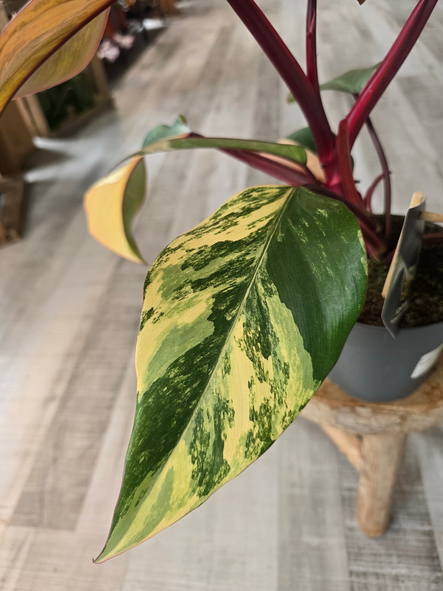 Philodendron Strawberry Shake (1)