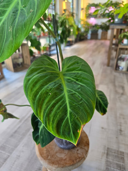 Philodendron El Choco Red