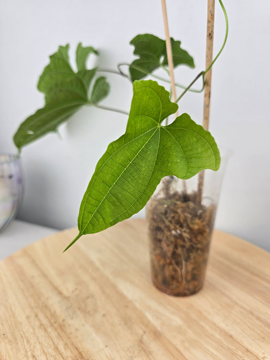 Dioscorea Sansibarensis