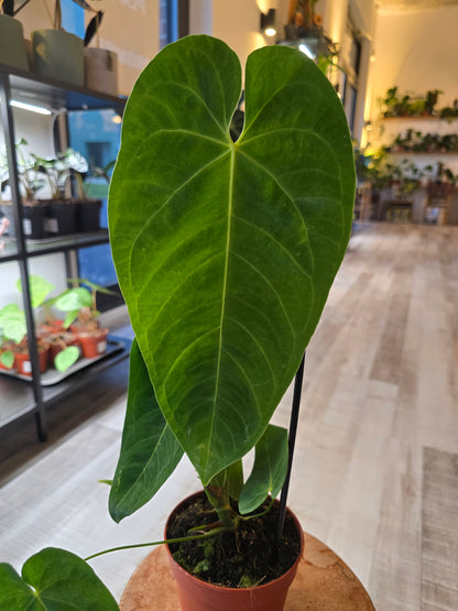 Anthurium queremalense