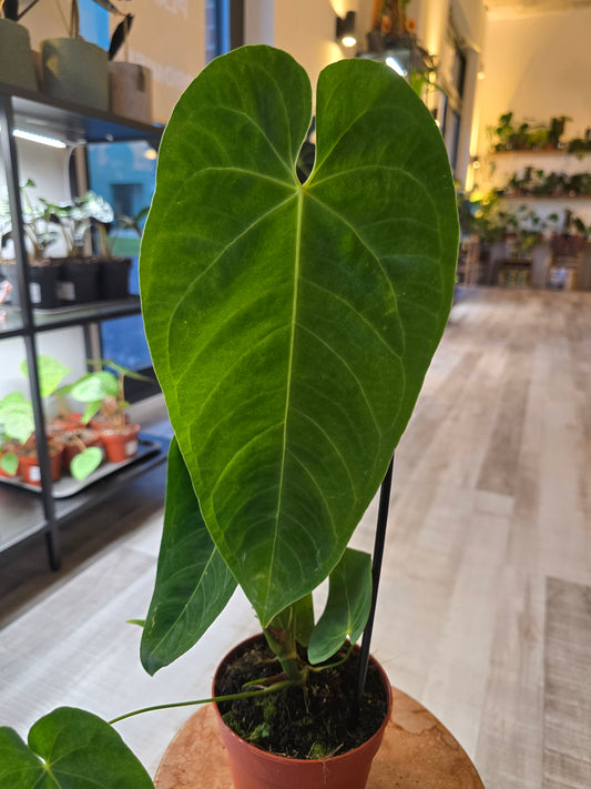 Anthurium queremalense