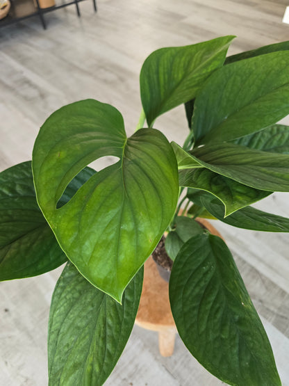 Monstera pinnatipartita