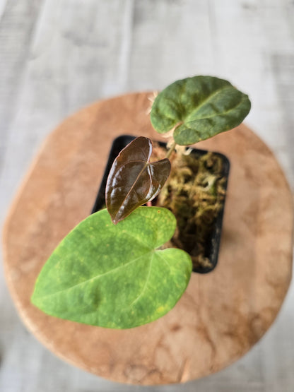 Anthurium X-one x Red Spider x Forgetii x AOS