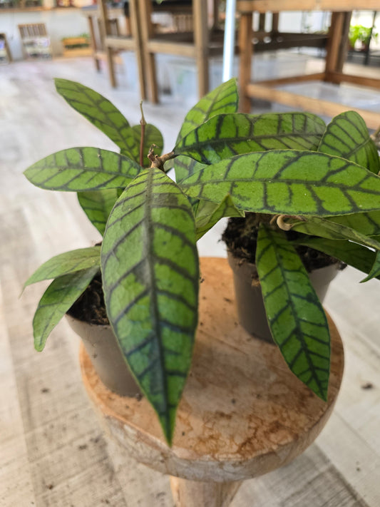 Hoya callistophylla