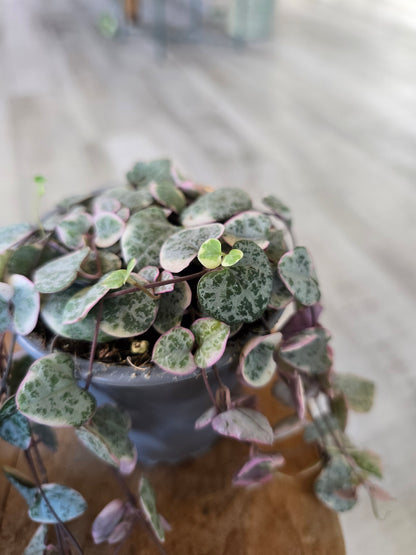 Ceropegia Woodii variegata - String of Hearts