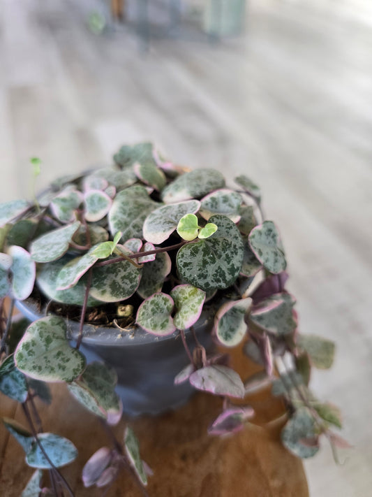 Ceropegia Woodii variegata - String of Hearts