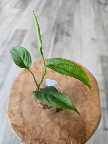 Monstera Obliqua Suriname