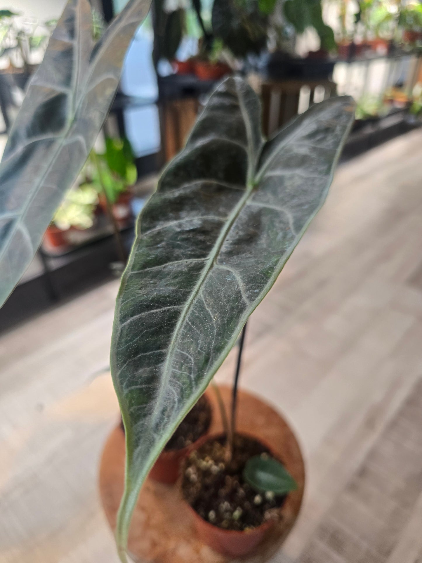 Alocasia Longiloba 'silver'