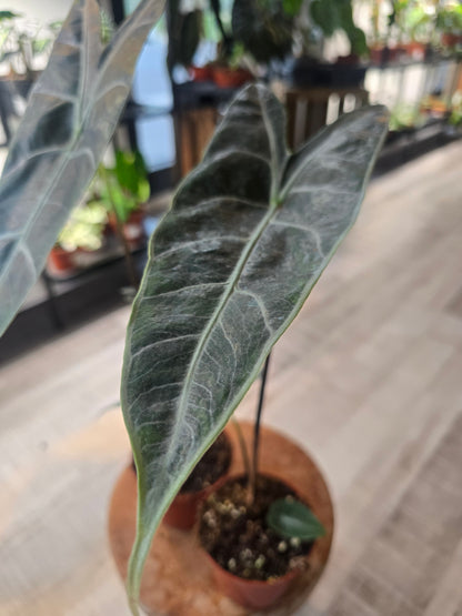 Alocasia Longiloba 'silver'