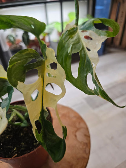 Monstera adansonii variegata