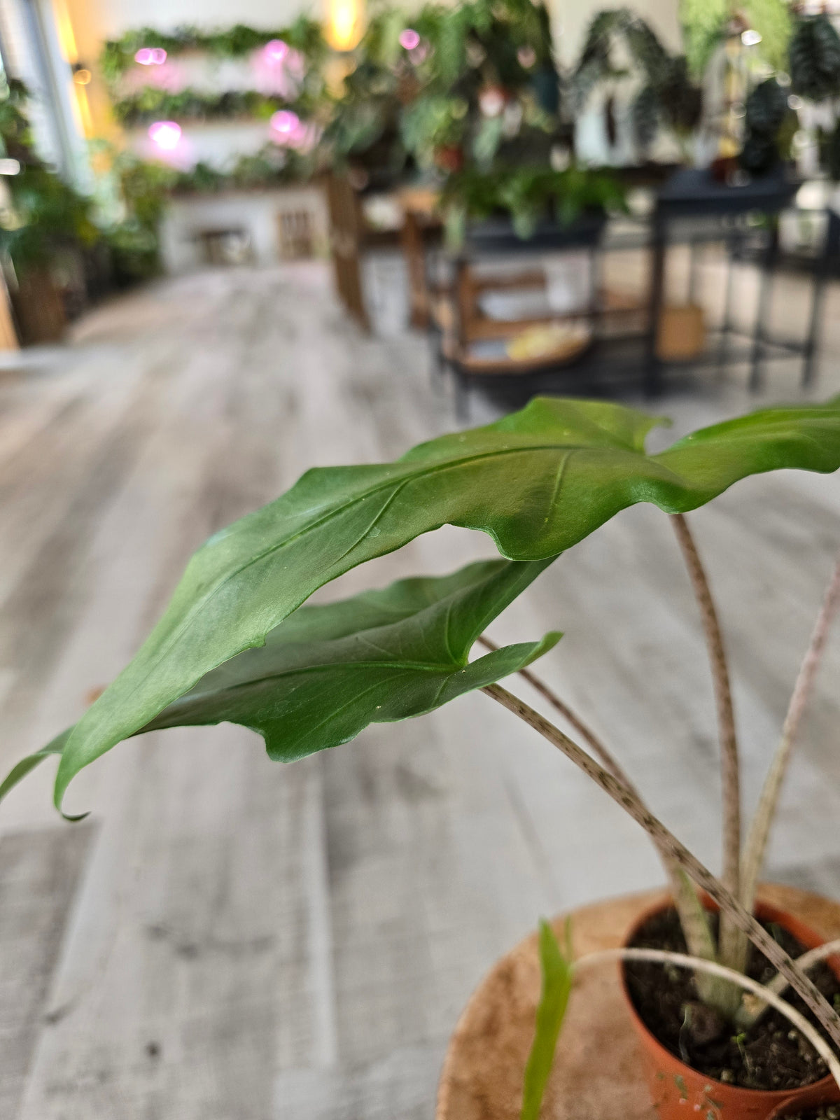 Alocasia Boa