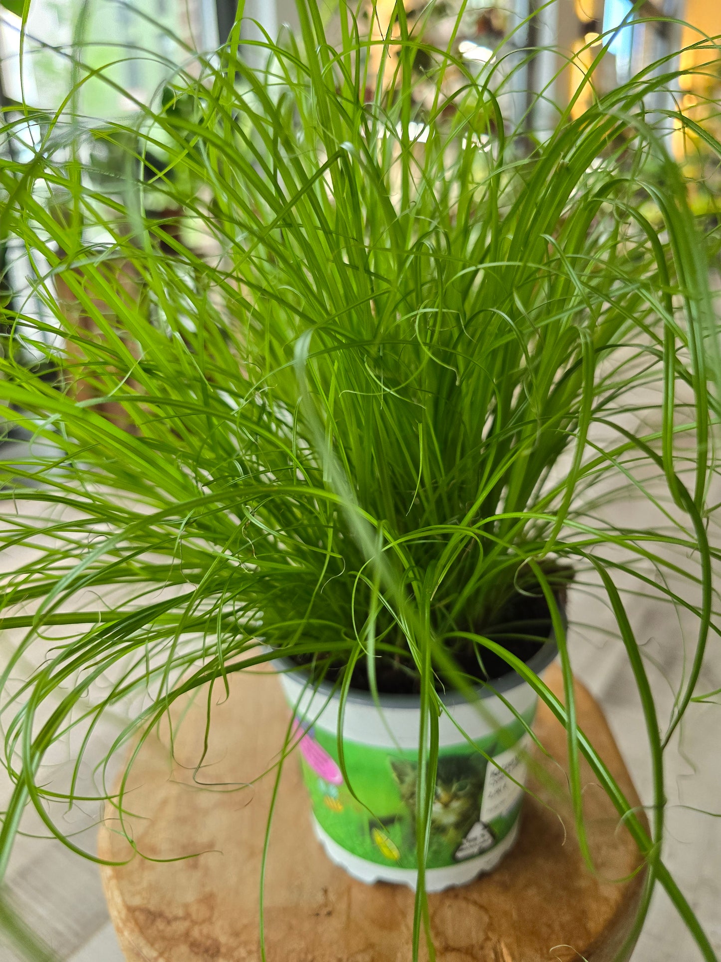 Cyperus Zumula (Katzengras)