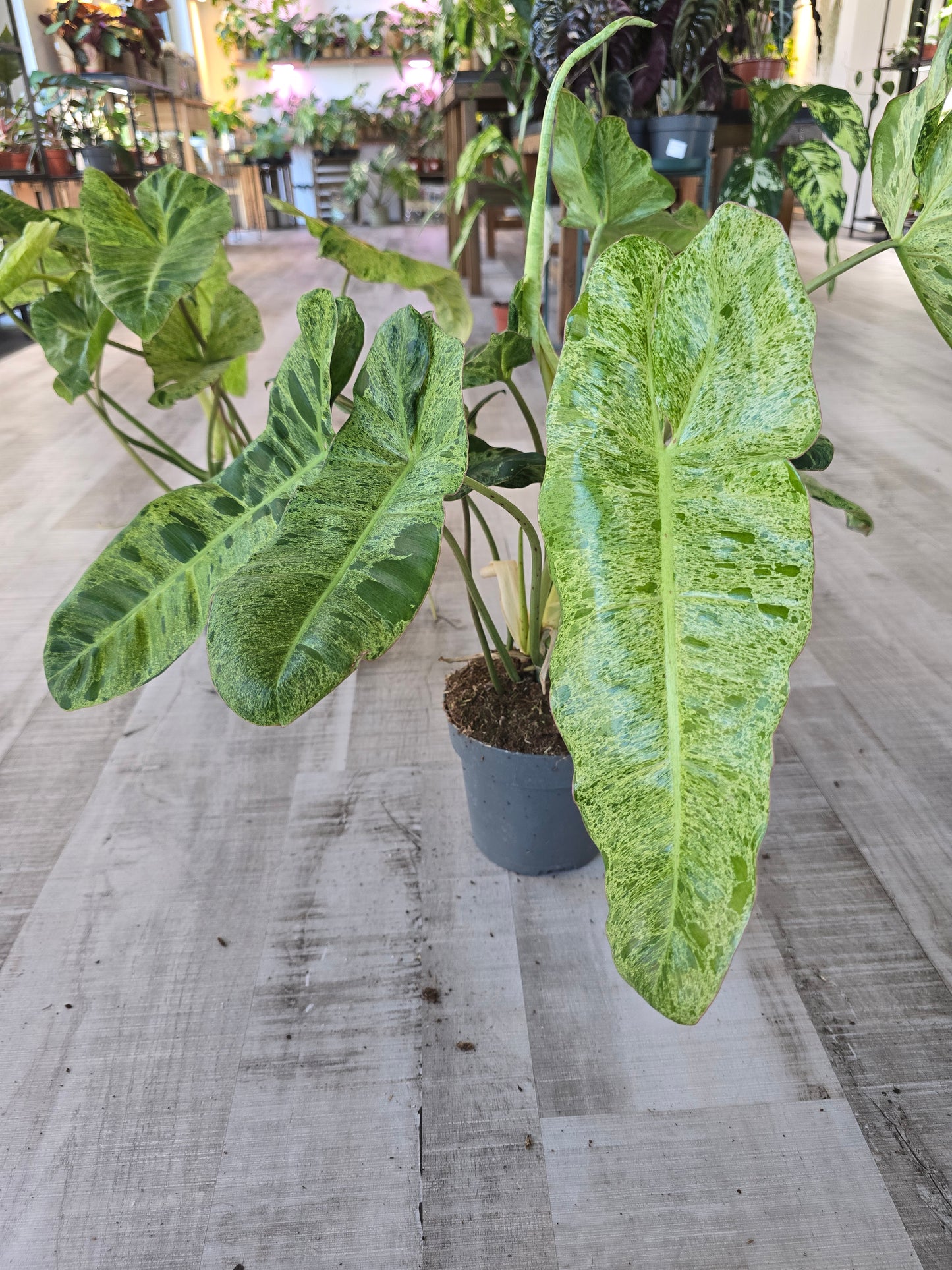 Philodendron Paraiso Verde XL