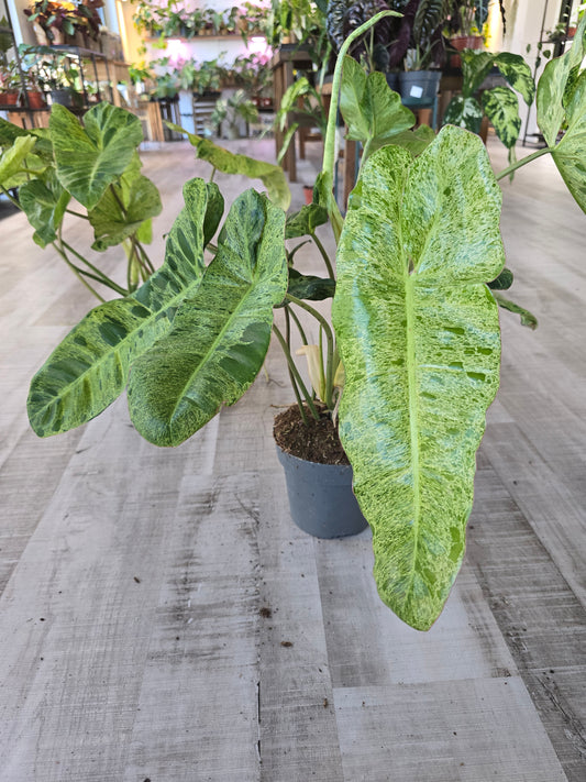 Philodendron Paraiso Verde XL