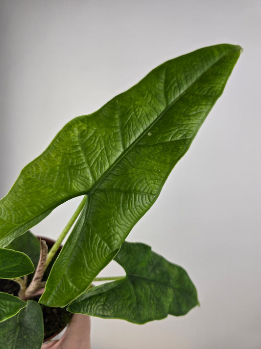 Alocasia 'Sulawesi Green Carpet'