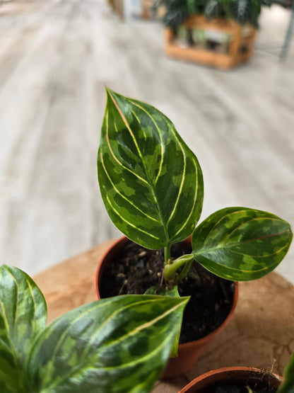 Aglaonema 'Red Army