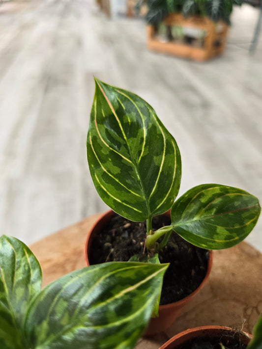 Aglaonema 'Red Army