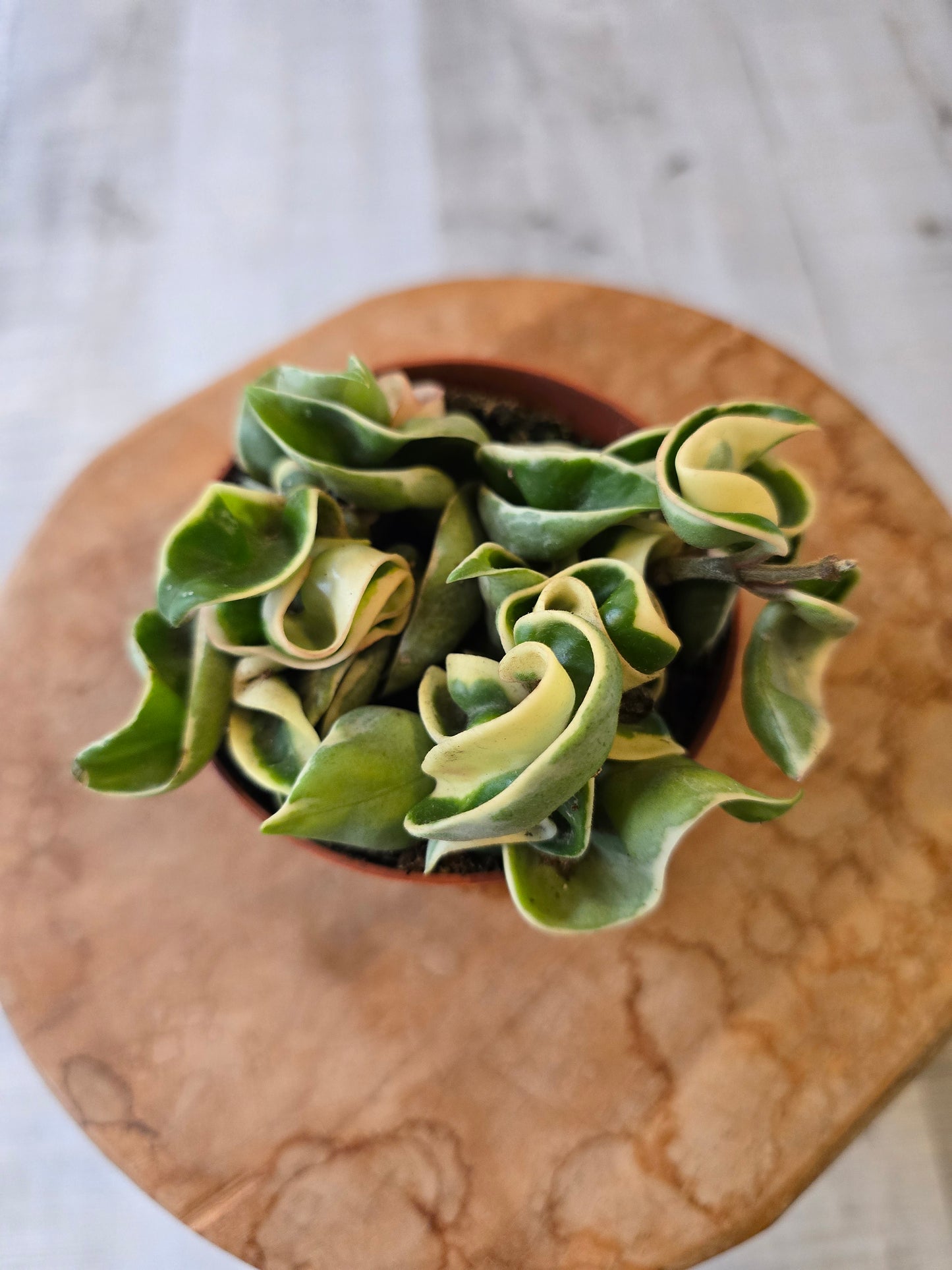 Hoya carnosa Compacta 'variegata'
