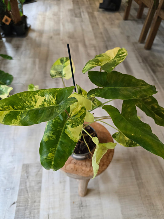 Philodendron Burle Marx 'Variegata'