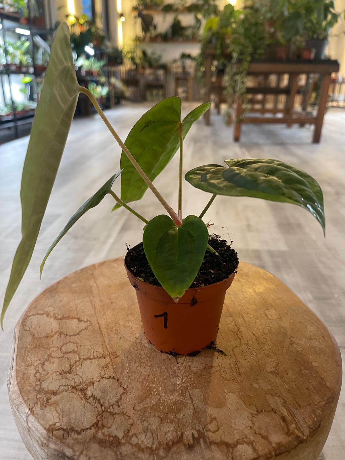 Anthurium papillilaminum x Dressleri (S1)