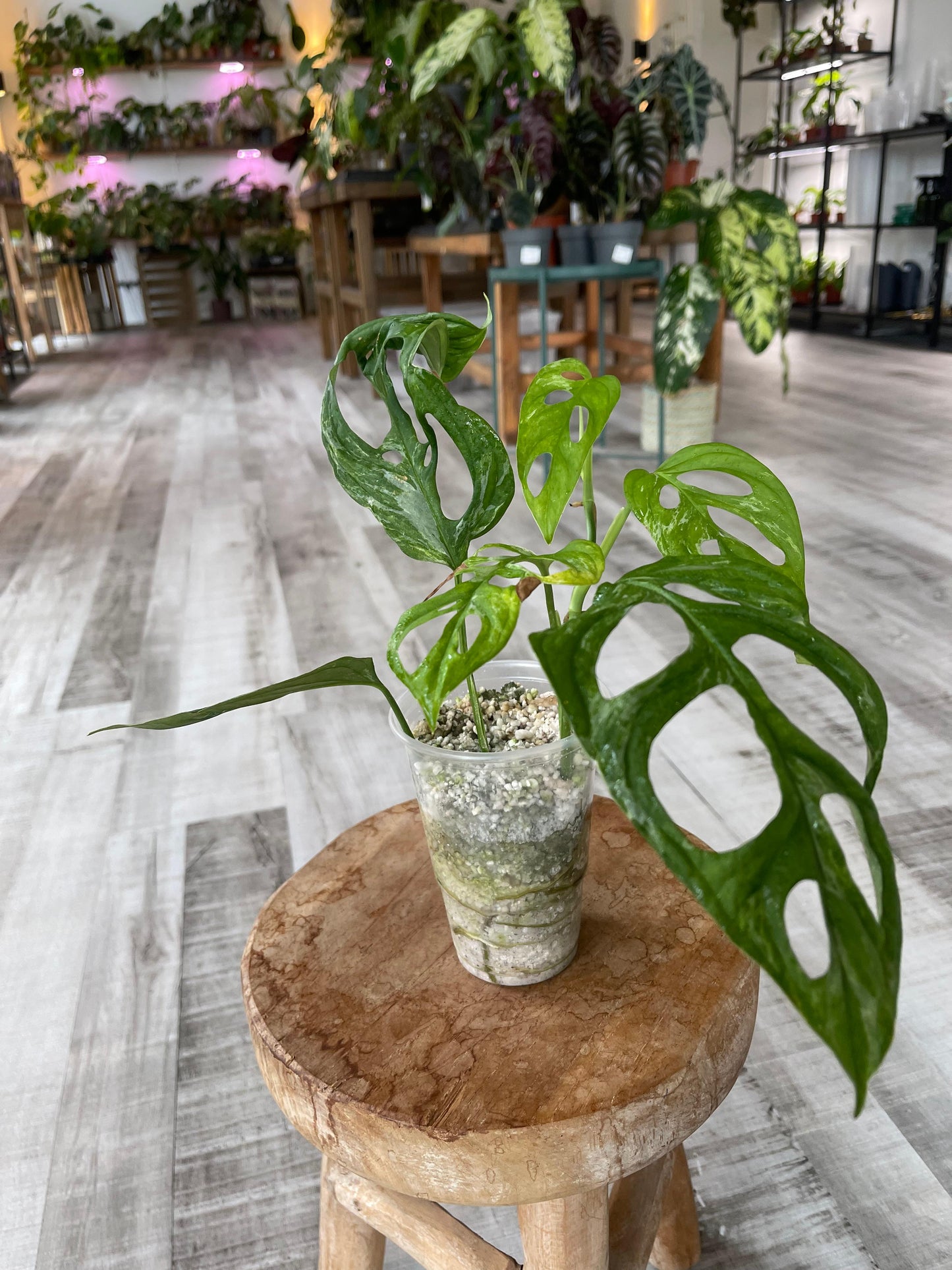 Monstera adansonii marble indonésien (JP2)