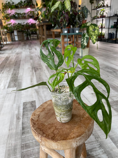 Monstera adansonii marble indonésien (JP2)